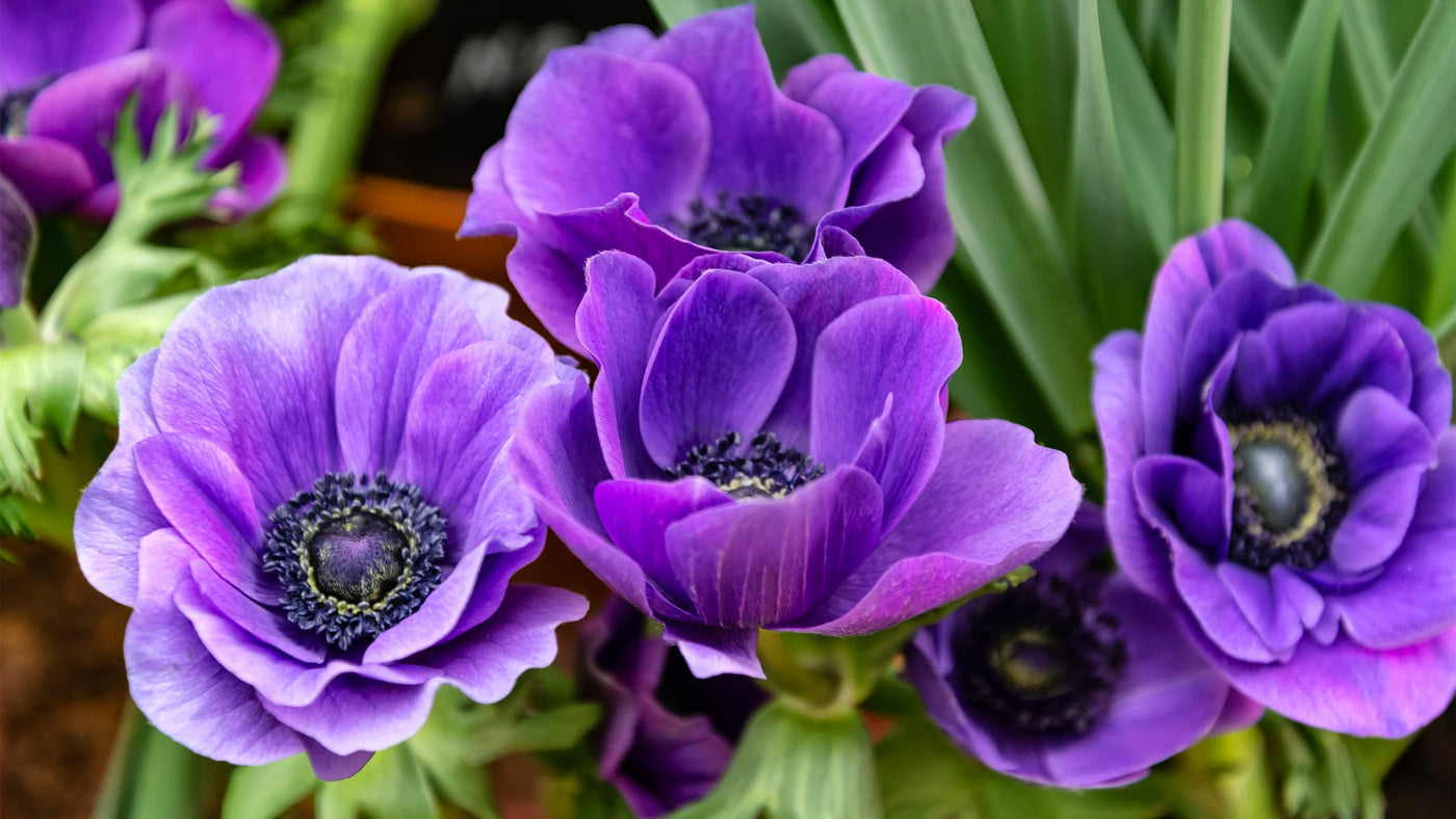 Anemones Flower Bouquet