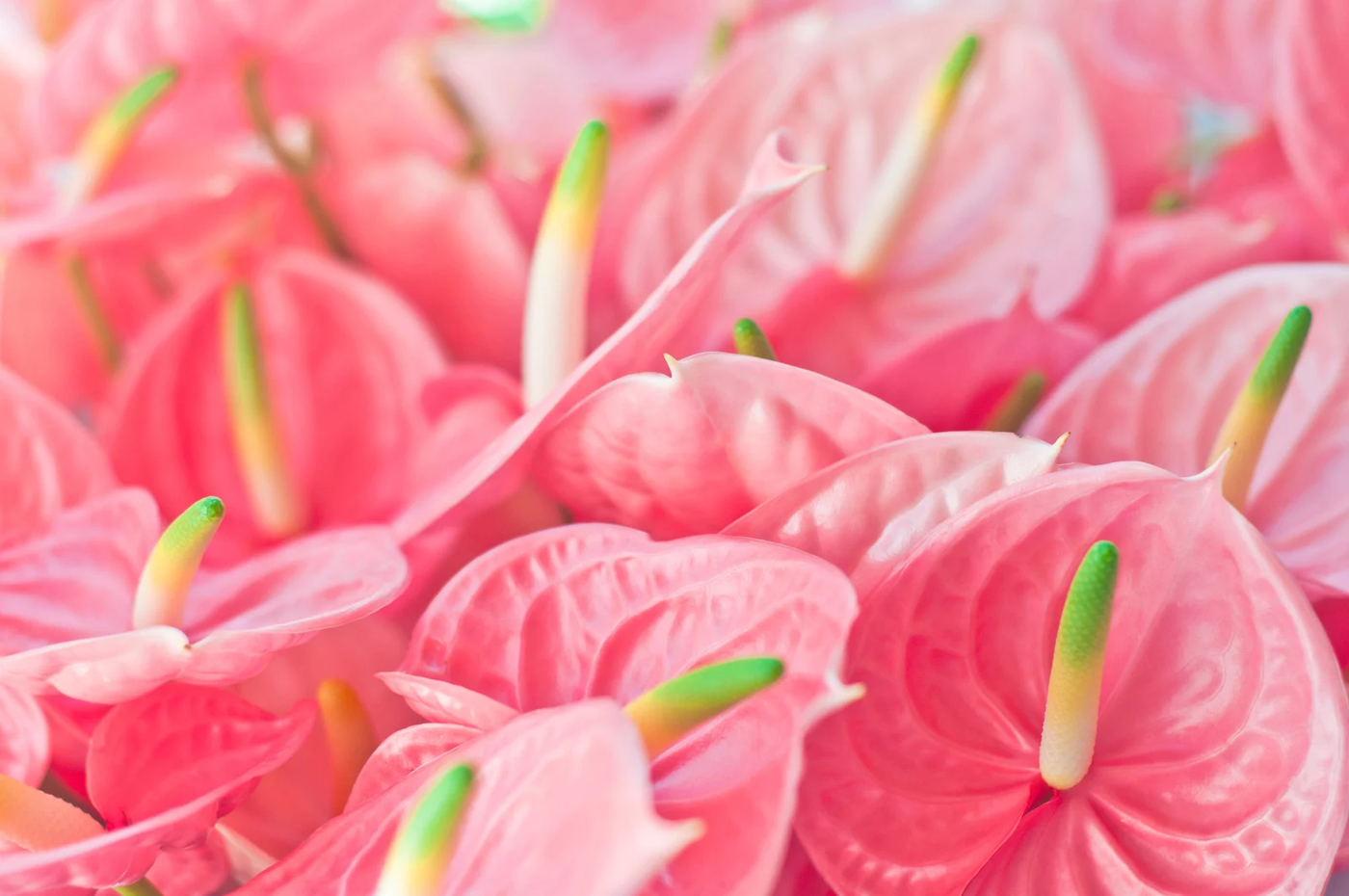 Anthuriums Bouquet