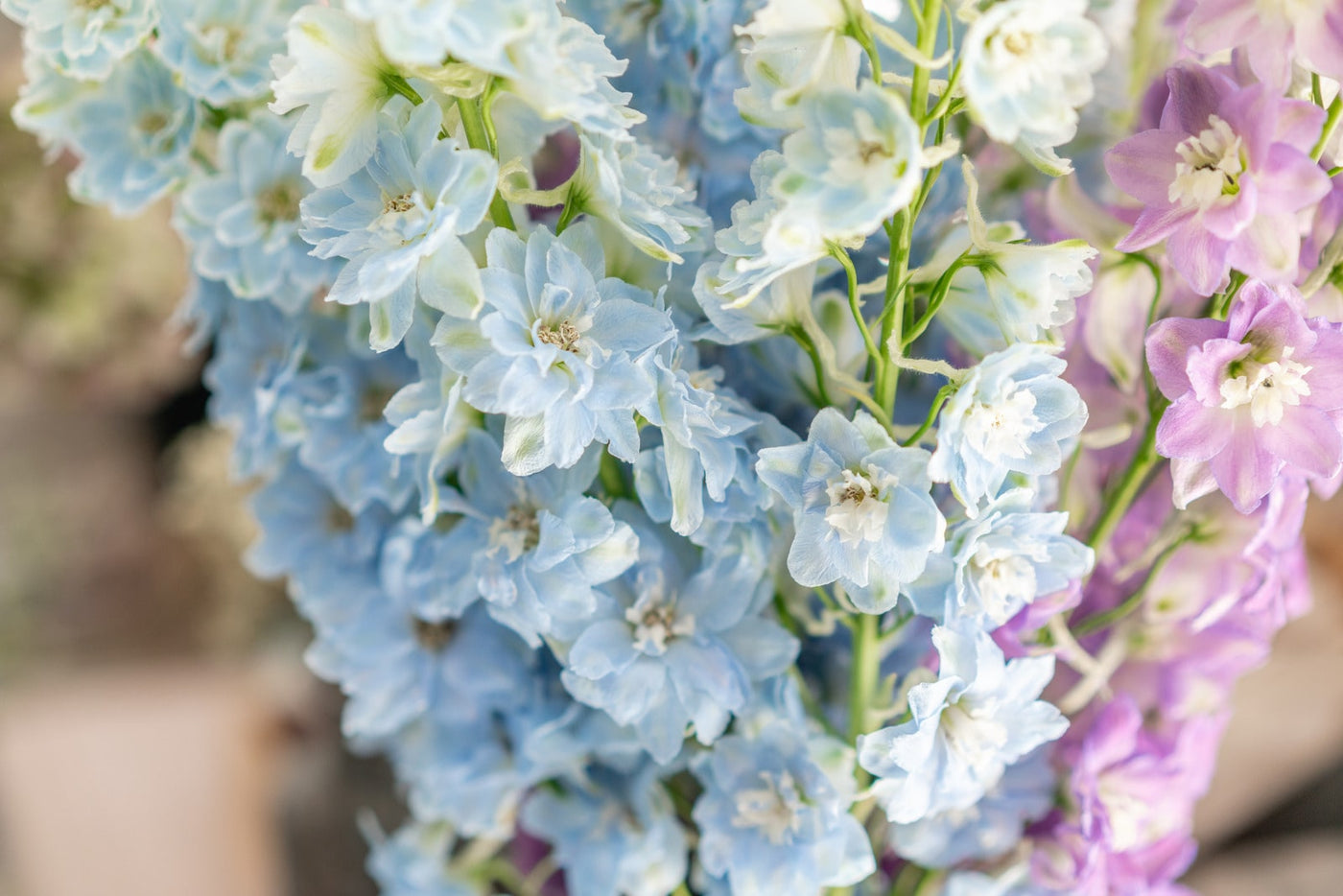 Delphinium Flower Bouquet Delivery Los Angeles: Delphinium for Sale ...