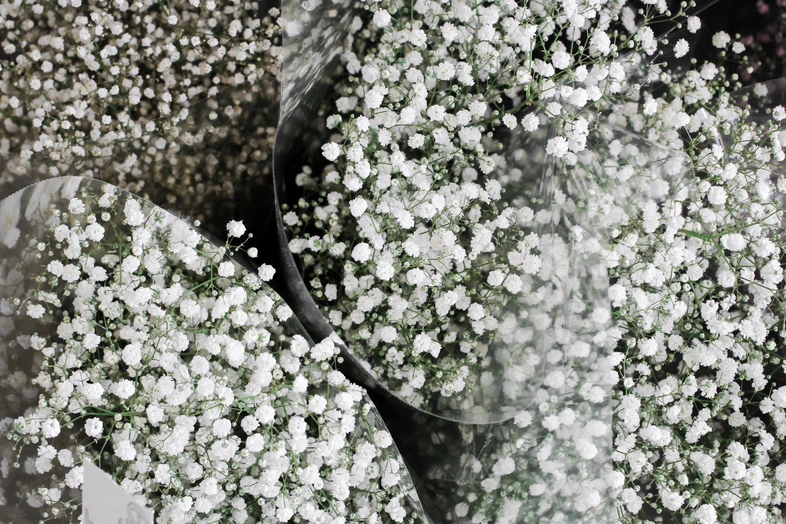 Gypsophila (Baby's Breath) Flower Delivery Los Angeles – THE SCARLET FLOWER