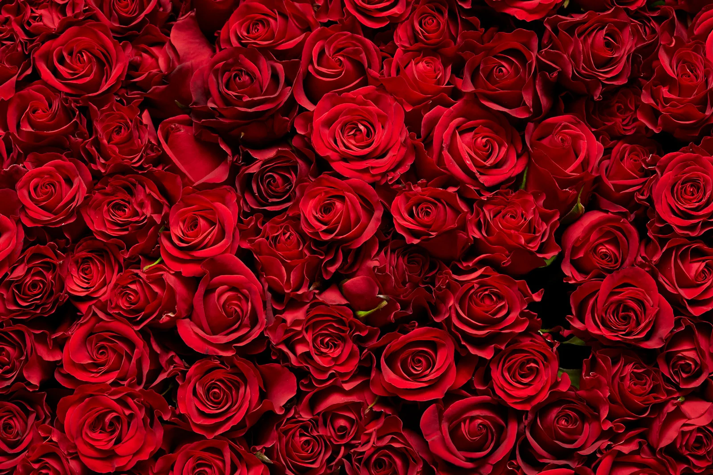 Love and Romance Flowers