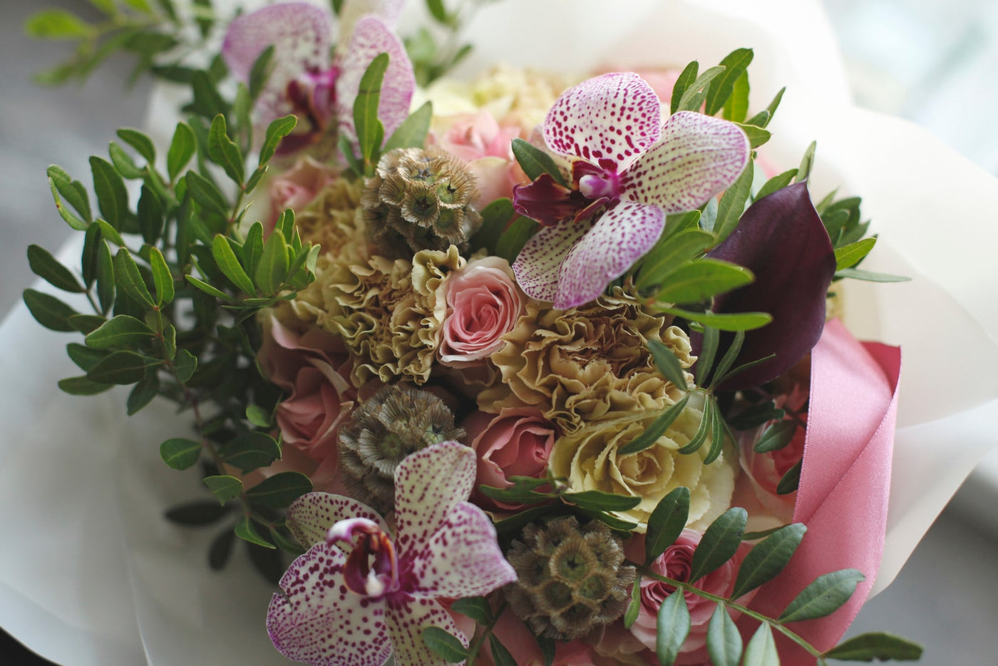 Orchids