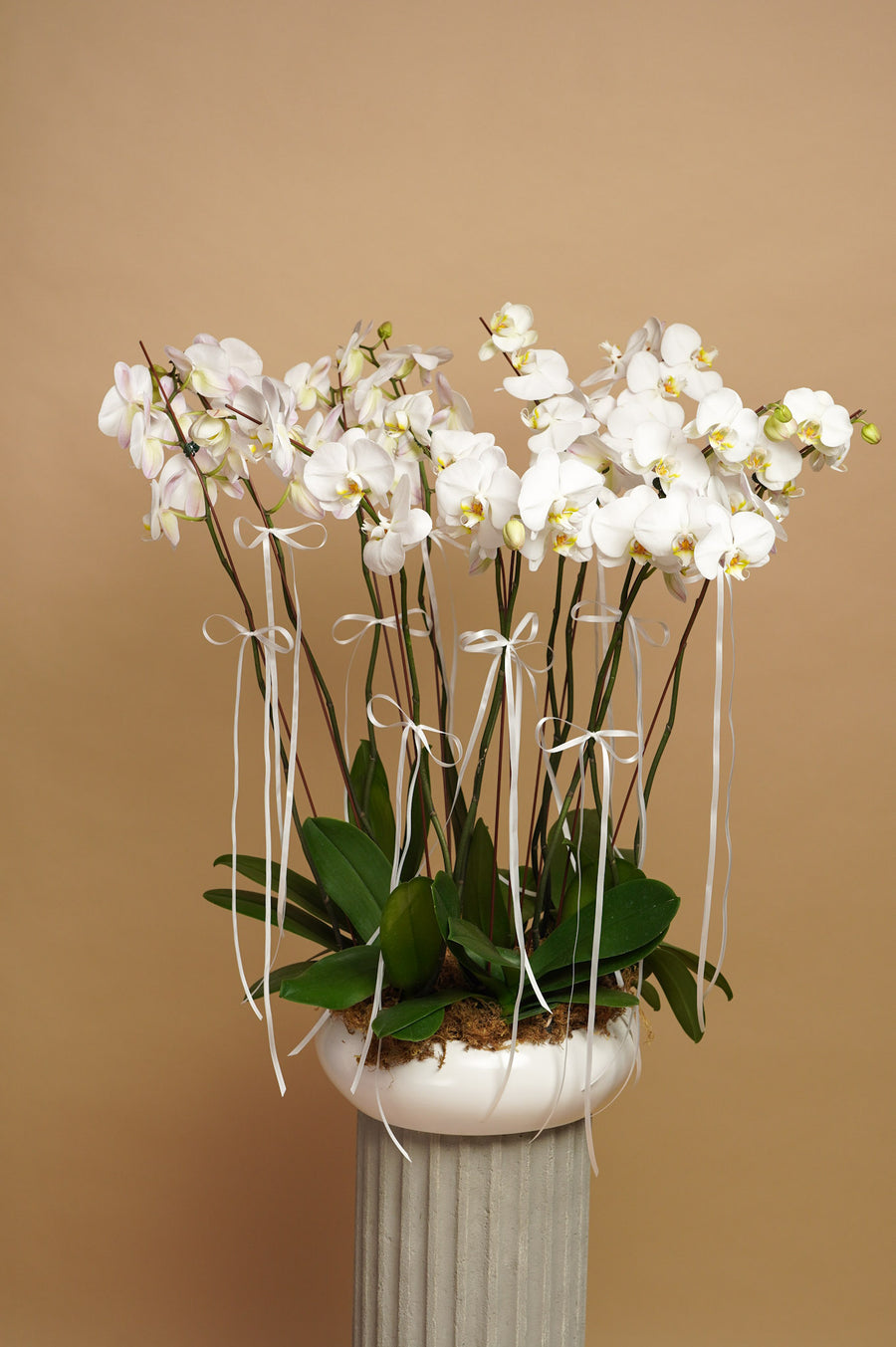 12 White Phalaenopsis Orchids