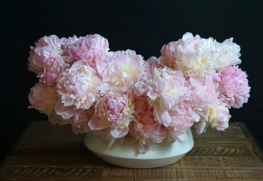 FLUFFY CLOUD 689.00 - THE SCARLET FLOWER