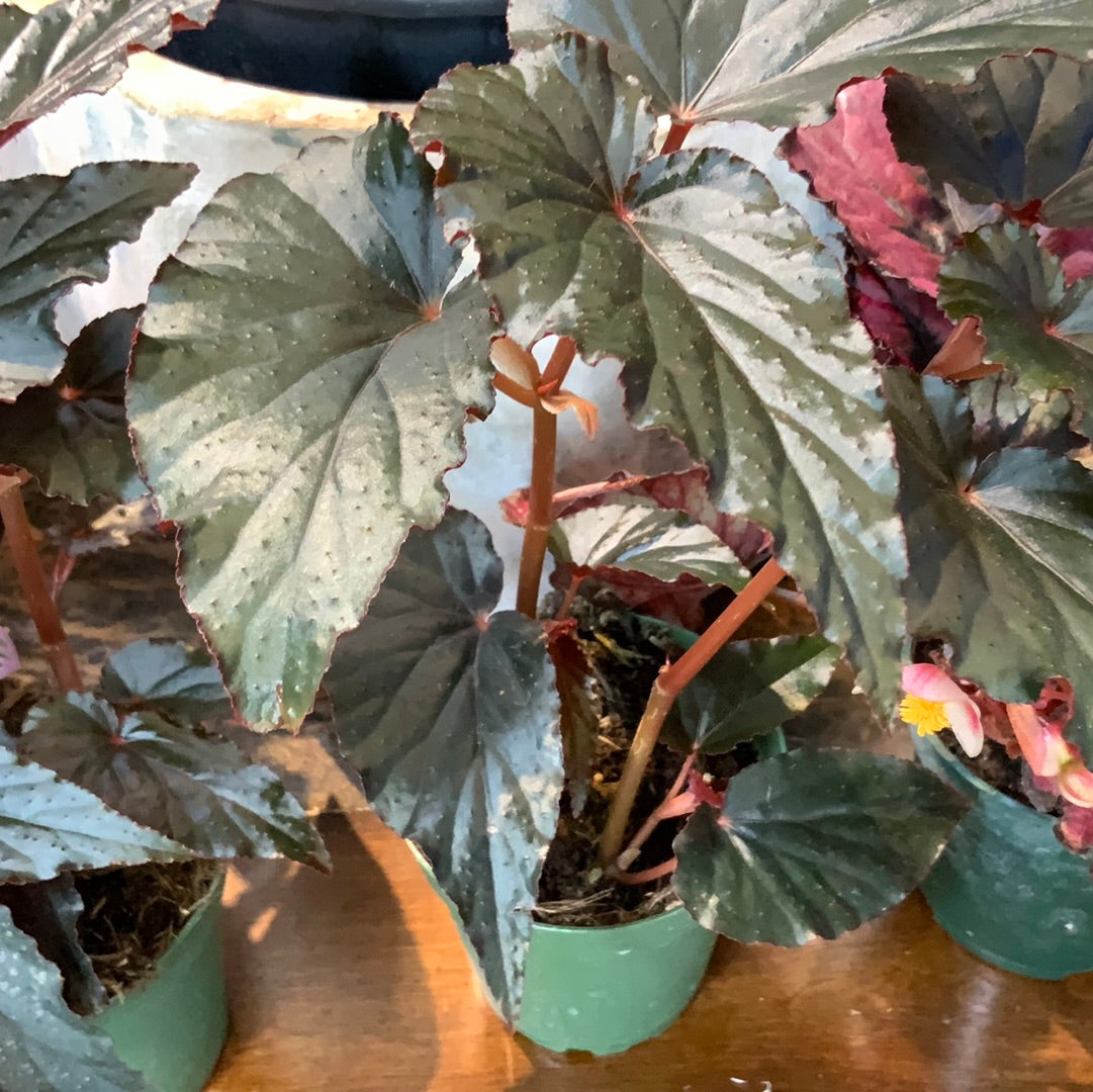 Begonia Rex Black Tie