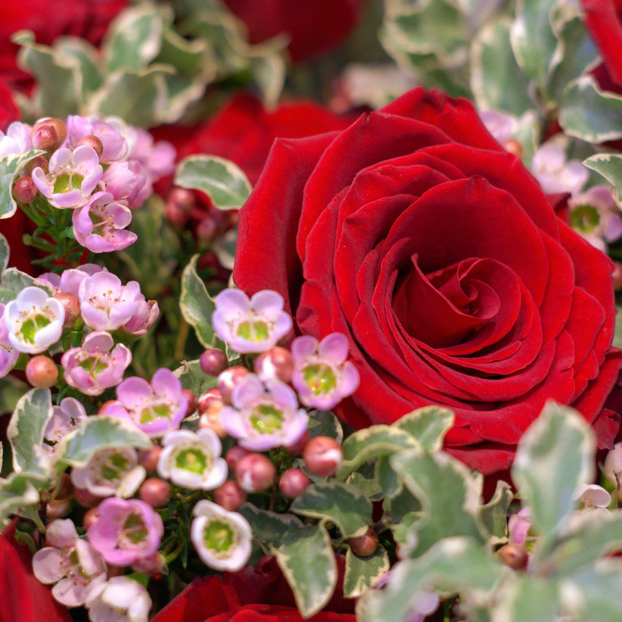 Valentines 99.00 - THE SCARLET FLOWER